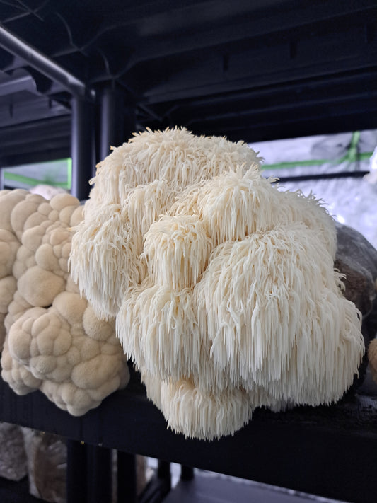 Dried Lion's Mane Mushrooms