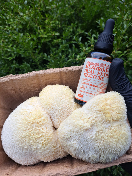 Lion's Mane 1:3 Dual-Extract Tincture