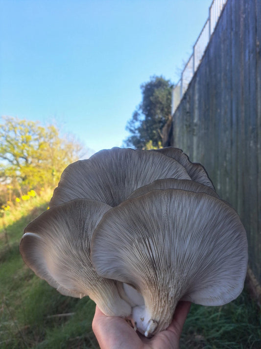 King Blue OYSTER Mushroom Grain Spawn - 1KG