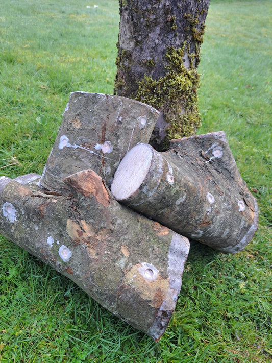 Pre-Innoculated Mushroom Logs